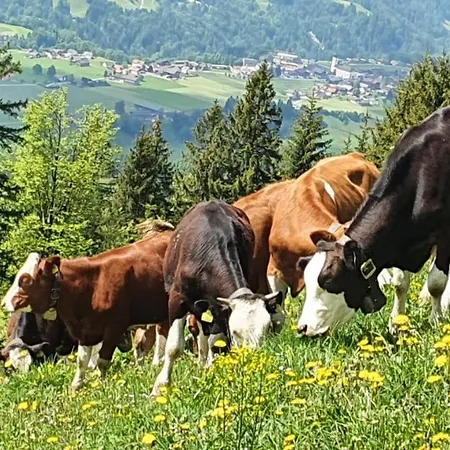 Ferienwohnung Bio-bauernhof Fam Willam Apartment Krumbach (Vorarlberg)